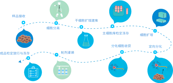 【干貨】細胞治療怎么走？政策法規(guī)全解析（上）